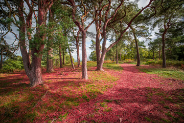 lickey hills country park west midlands england uk
