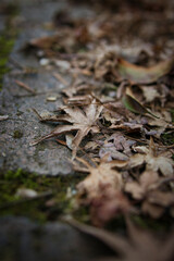 レンガに茶色く枯れて降り積もった落ち葉
