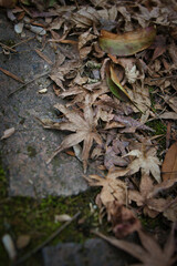 レンガに茶色く枯れて降り積もった落ち葉
