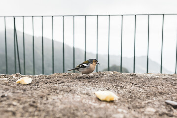 Photo of a sparrow high in the mountains, Madeira Island