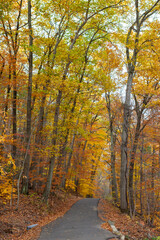 Naklejka na ściany i meble Fall foliage on hiking Trail in Heritage Park. Allentown, New Jersey