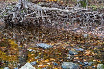 Reflections of Tree Roots and Fall Foliage in a water. Heritage Park parking lot. Allentown , NJ