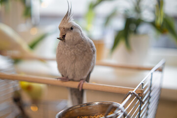 Beautiful photo of a bird. Ornithology.Funny parrot.Cockatiel parrot.
Home pet yellow...