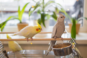 Parrots are sitting on a cage.Cute cockatiels.Cockatiel parrots pets.Parrots are playing.
Caring...