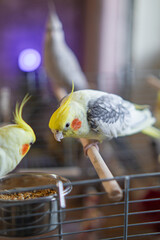 Parrots are sitting on a cage.Cute cockatiels.Cockatiel parrots pets.Parrots are playing.
Caring...