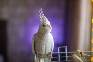 Beautiful photo of a bird. Ornithology.Funny parrot.Cockatiel parrot.
Home pet yellow bird.Beautiful feathers.Love for animals.Cute cockatiel.Home pet parrot.A bird with a crest.Natural color.
memes.