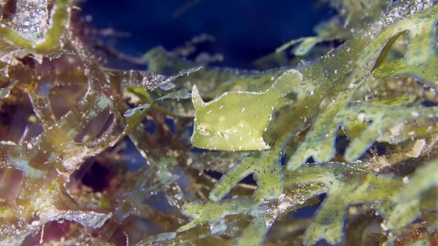 Little tropical fish underwater. A close-up Bristletail Filefish (Acreichthys tomentosus also known as Green Filefish) hiding in algae.