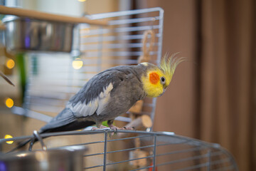 Yellow cockatiel parrot.Cute cockatiel.Home pet parrot.The best cockatiel.Beautiful photo of a...