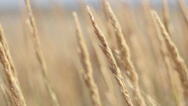 Footage of wheat field in summer evening.
