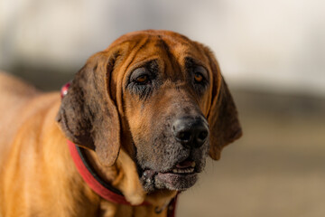 Male Broholmer dog in the sunset