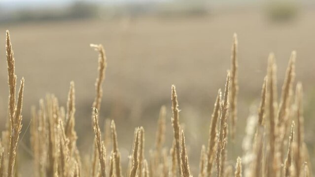 Footage of wheat field in summer evening.