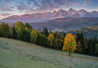 Beautiful autumn evening on a pasture under rocky mountains with a wild forest, a beautiful yellow...