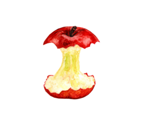 Beautiful juicy red apple core isolated