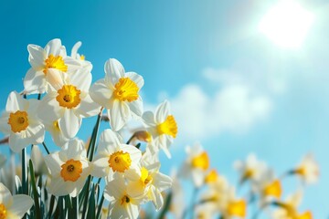 Amidst the vibrant spring sky, a joyful group of daffodils bloom, their sunny yellow petals dancing in the gentle breeze