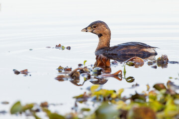 A pied-billed grebe (Podilymbus podiceps) in Sarasota, Florida