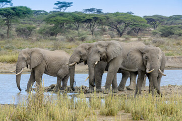 Fototapeta premium Group African Elephant (Loxodonta africana) bull drinking water from lake Masek, Ngorongoro Conservation Area, Tanzania, Africa.