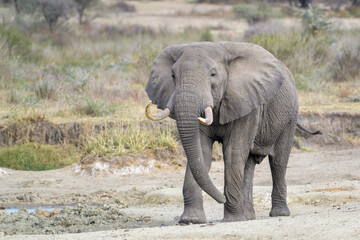 African Elephant (Loxodonta africana) bull walking, Ngorongoro Conservation Area, Tanzania, Africa.