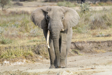 African Elephant (Loxodonta africana) bull walking, looking at camera, Ngorongoro Conservation Area, Tanzania, Africa.