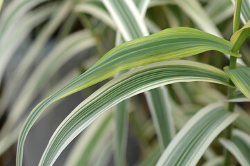 Giant reed Ely leaves