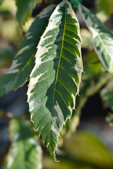 Variegated Sweet chestnut leaves