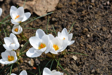 Snow Crocus Ard Schenk flowers