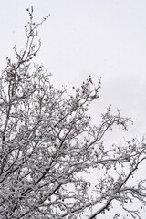 London plane branches with seeds covered with falling snow