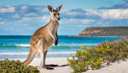 Zelfklevend Fotobehang Cape Le Grand National Park, West-Australië kangaroo at lucky bay in the cape le grand national park