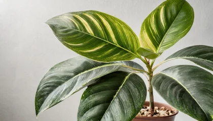 Tuinposter home plant green leaf ficus benjamina elastica on a white background © RichieS