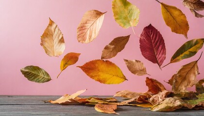 colorful dry leaves flying on a pink background seasonal fall aesthetic concept autumn wallpaper