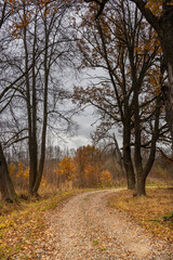 Old dirt road near oak trees, with yellow leaves