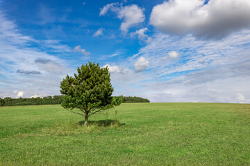 Fototapeta na wymiar A small pine tree in the middle of a green field against a blue sky