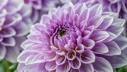 lilac dahlia petals macro floral abstract background close up of flowes dahlia chrysanthemum for background soft focus