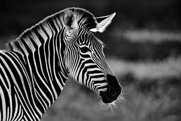 Fototapeta na wymiar Black and white portrait of zebra head closeup