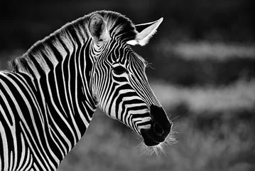 Papier Peint photo Lavable Zèbre Black and white portrait of zebra head closeup
