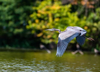 The great blue heron (Ardea herodias), a large fish-eating bird flying against a background of trees, NJ