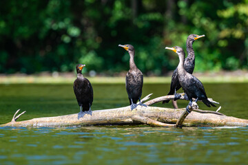 The double-crested cormorant (Nannopterum auritum), wild birds rest on tree branches in a lake in NJ