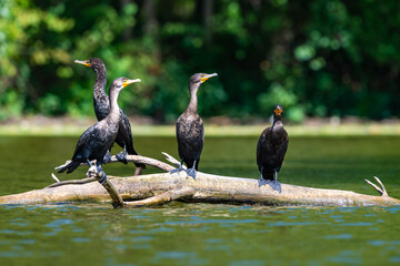 The double-crested cormorant (Nannopterum auritum), wild birds rest on tree branches in a lake in NJ