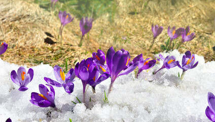 Spring snowdrops flowers violet crocuses ( Crocus heuffelianus ) in snow in the sunlight with space...