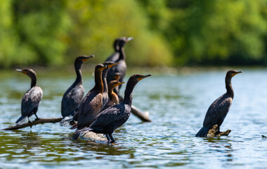 The double-crested cormorant (Nannopterum auritum), wild birds rest on tree branches in a lake in NJ