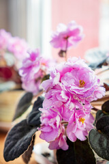 pink viola in the pot