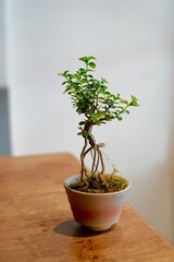 a little bonsai in a living room.