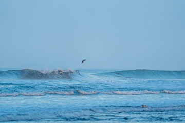 brown pelicans fly over waves sea ocean relax