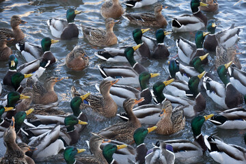 Flock of mallard ducks swimming in a water. Wild ducks at cold season