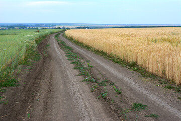 Fototapeta premium harvested field with country road and horizon line copy space