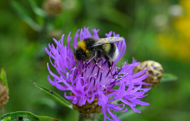 bumble bee on the purple thisle collecting nectar close up