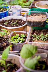 Young green shoots of seedlings plant closeup macro.