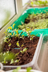Young green shoots of seedlings plant closeup macro.