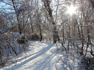 An amazing view of the sun's rays breaking through the thicket of forest trees and sparkling on the white carpet of freshly trampled snow.