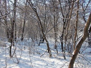Enchanting landscape of bright snowdrifts in the thickets of the steppe forest under the rays of the frosty January sun.