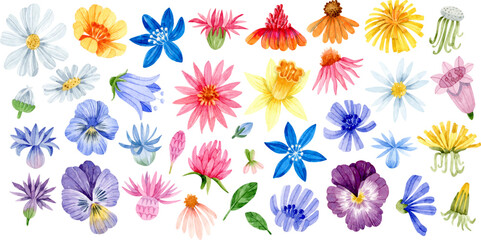 Watercolor wildflower heads isolated clipart. Daisy, bluebell, dandelion, pansy, chicory, coneflower, knapweed, cornflower. - obrazy, fototapety, plakaty